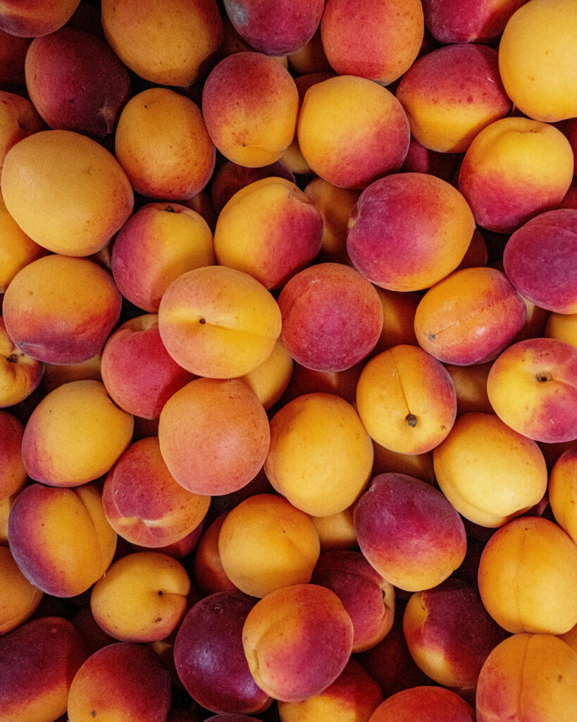 fournisseur bio abricots