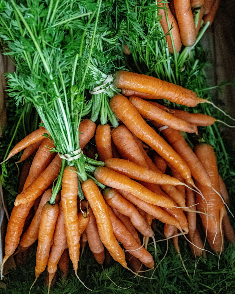 fournisseur bio carottes